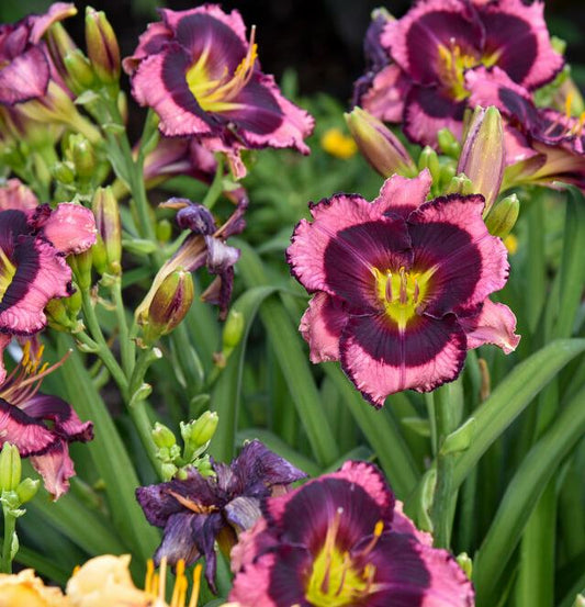 HEMEROCALLIS RAINBOW RYTHYM STORM SHELTER