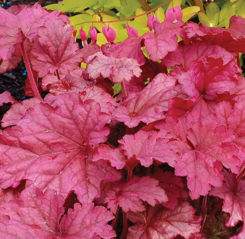 Heuchera 'Berry Smoothie'