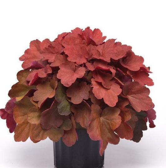 HEUCHERA CARNIVAL CINNAMON STICK