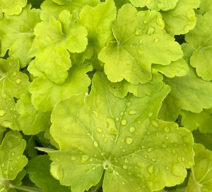 HEUCHERA CITRONELLE CORAL BELLS - QUART POT