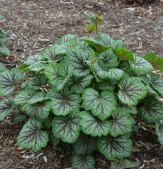 HEUCHERA A. GREEN SPICE