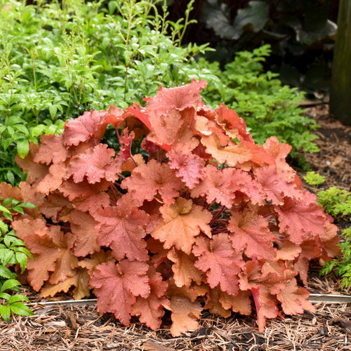 Heuchera 'Peachberry Ice'