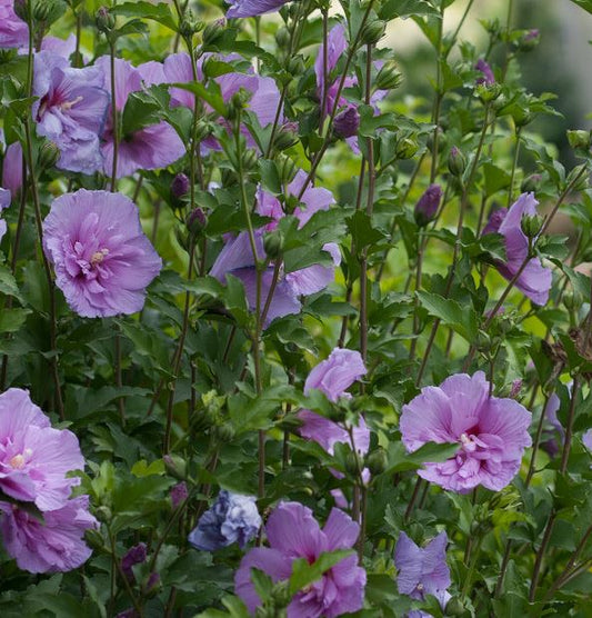 Hibiscus s. 'Lavender Chiffon'