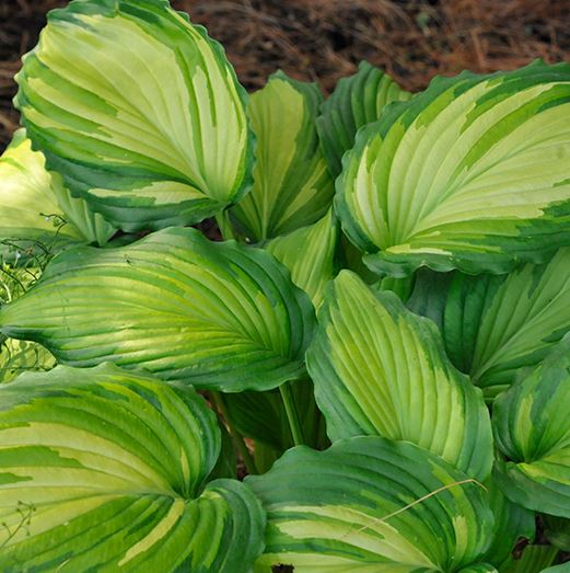 HOSTA ANGEL FALLS