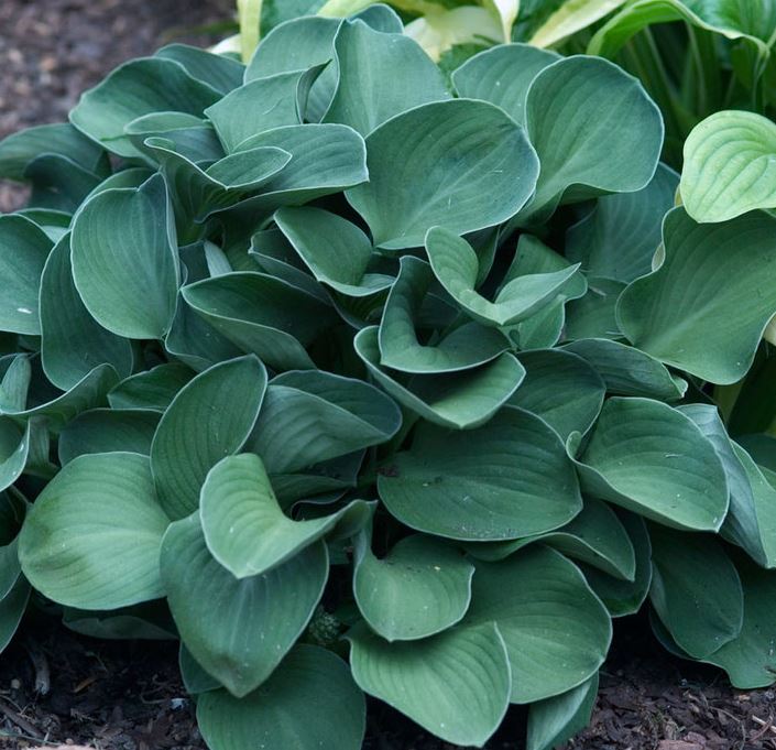 HOSTA BLUE MOUSE EARS