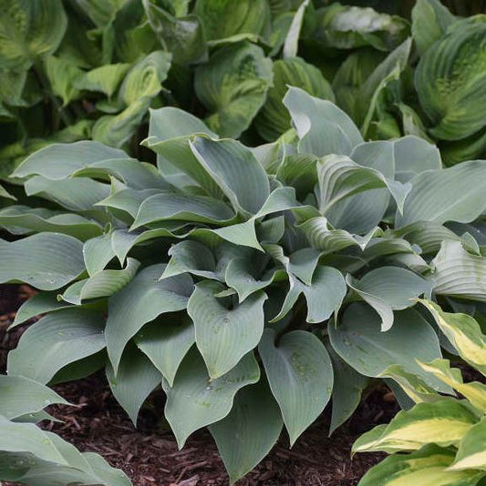 HOSTA HALYCON