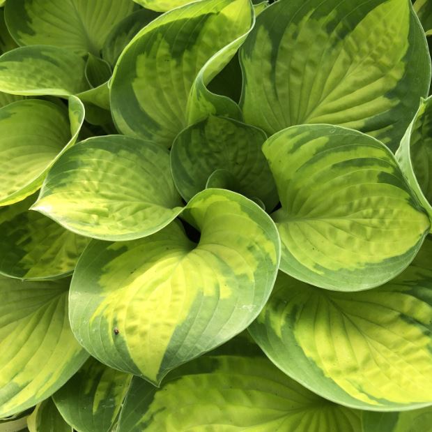 HOSTA RAINFOREST SUNRISE