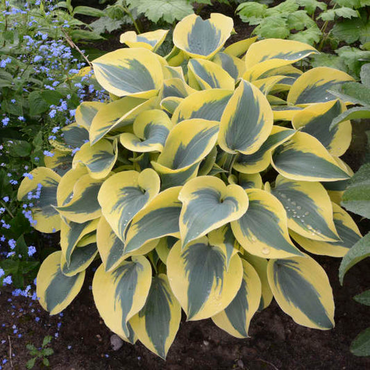 HOSTA SHADOWLAND AUTUMN FROST