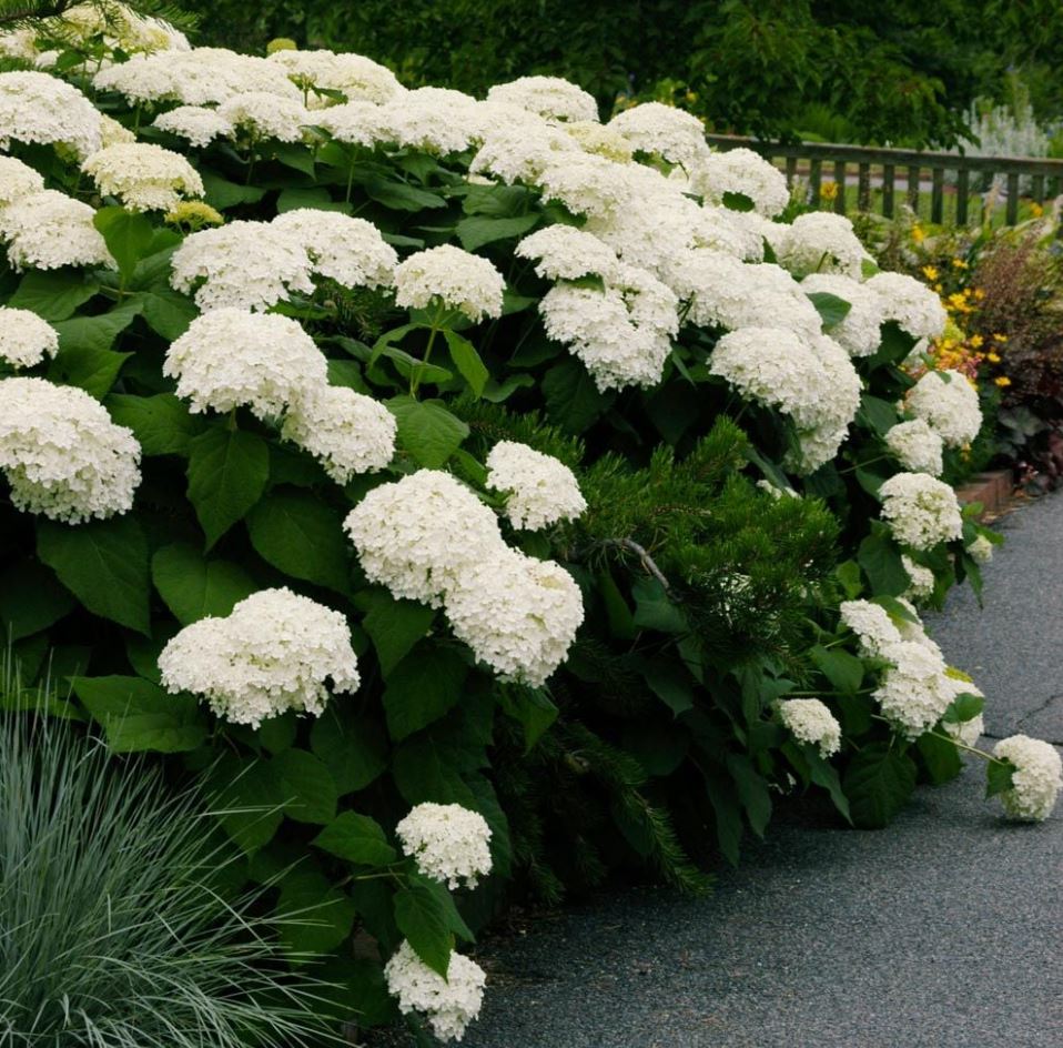 Hydrangea 'Annabelle'