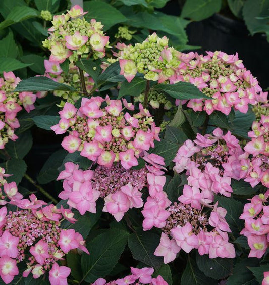 HYDRANGEA LET'S DANCE CAN DO®PW