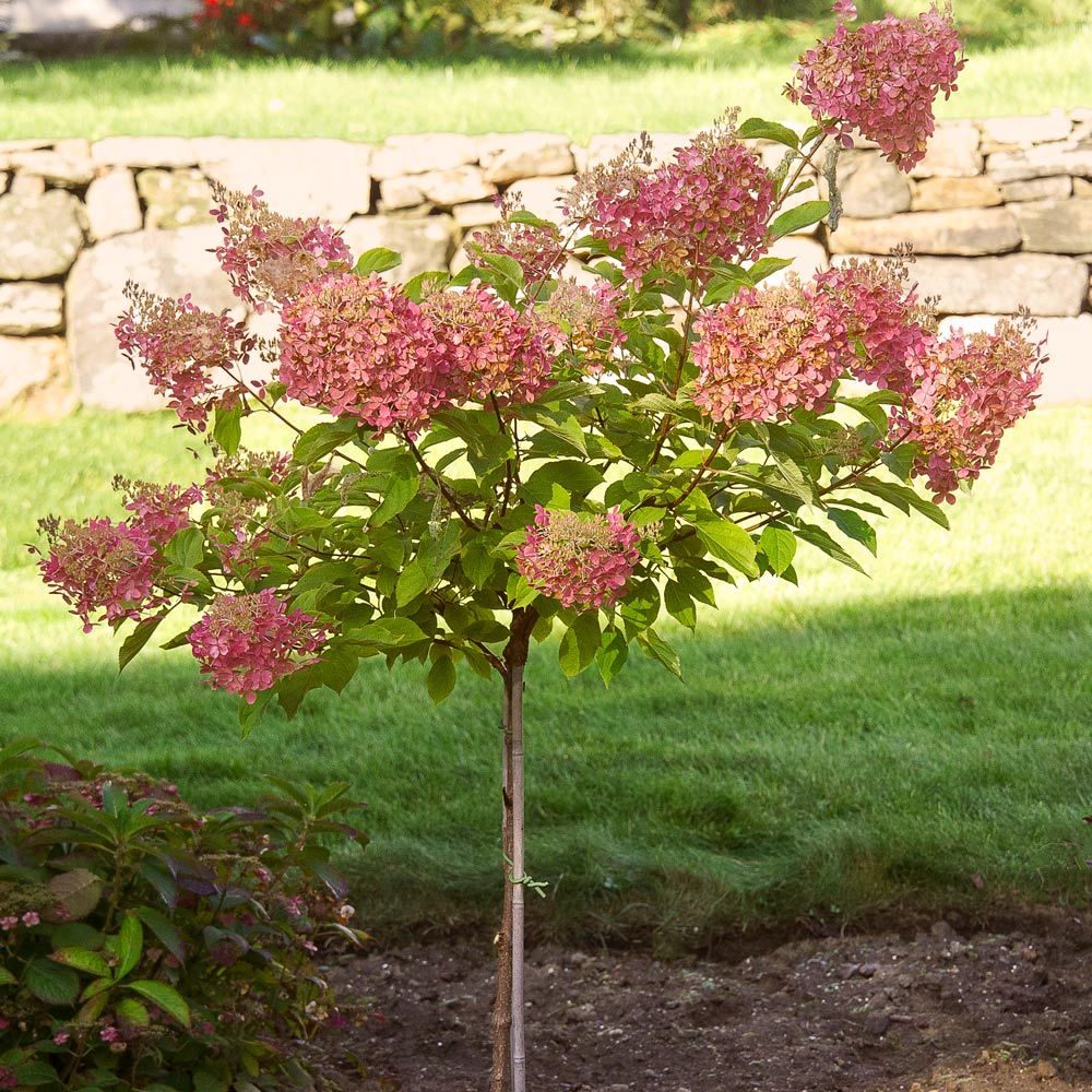 Hydrangea p. 'Phantom' Tree