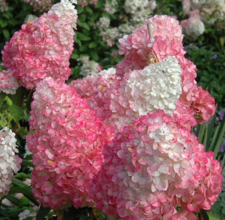 Hydrangea paniculata Vanilla Strawberry™ – Deneweth's Garden Center