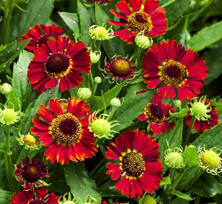 Helenium mariachi 'Salsa'