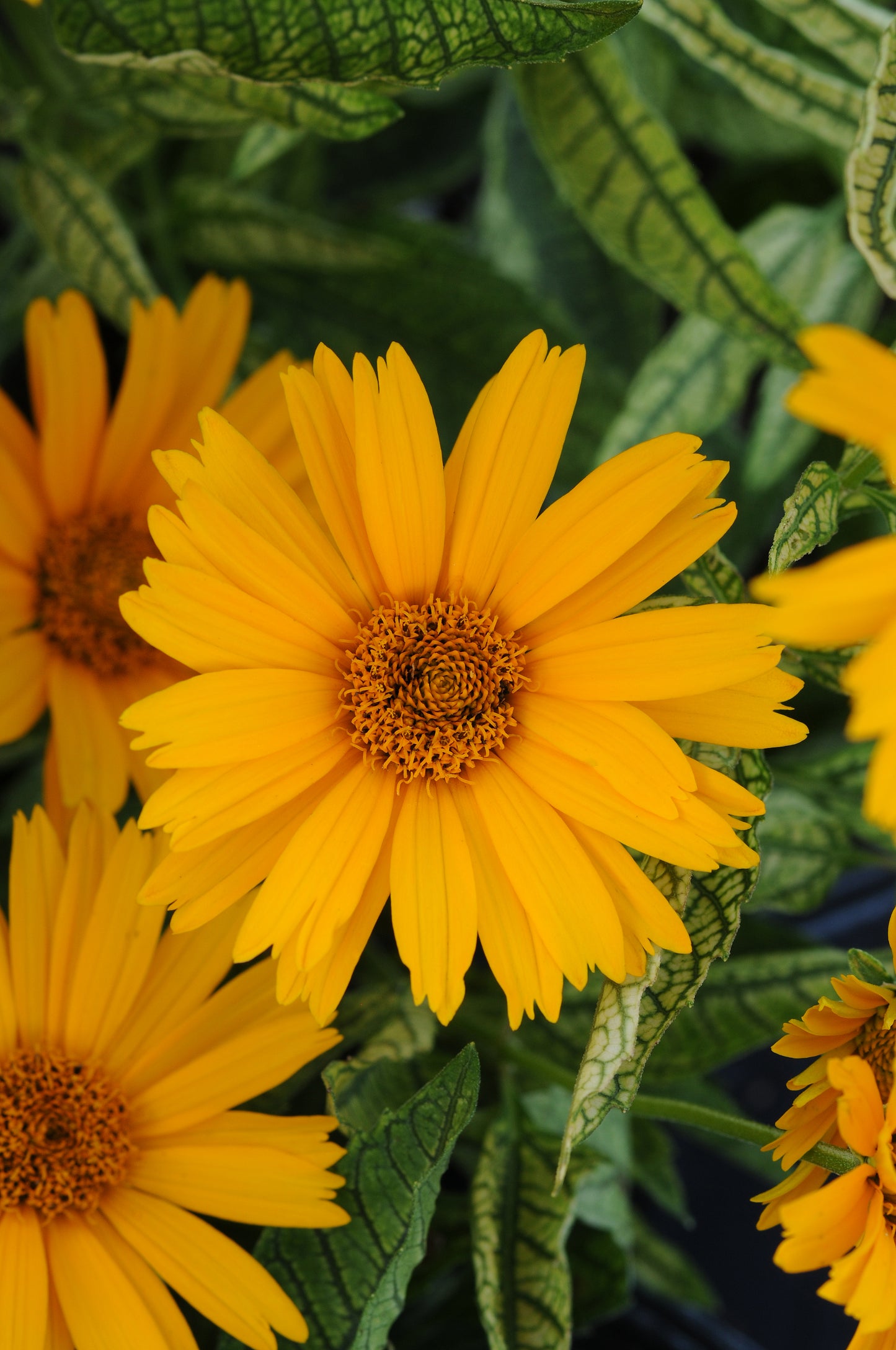 HELIOPSIS 'SUNSTRUCK'