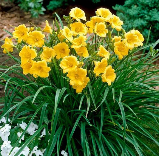 HEMEROCALLIS STELLA D'ORO YELLOW DAYLILY