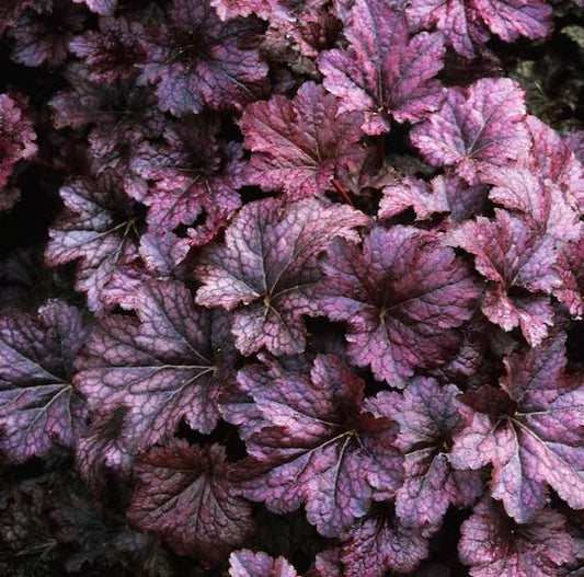 Heuchera micrantha 'Palace Purple'