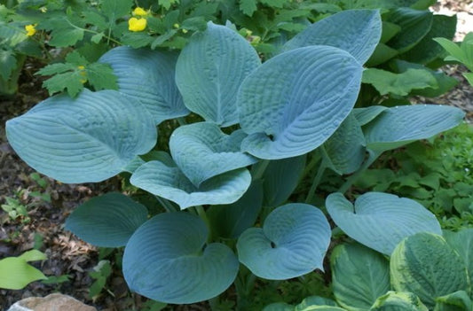 Hosta 'Blue Hawaii'