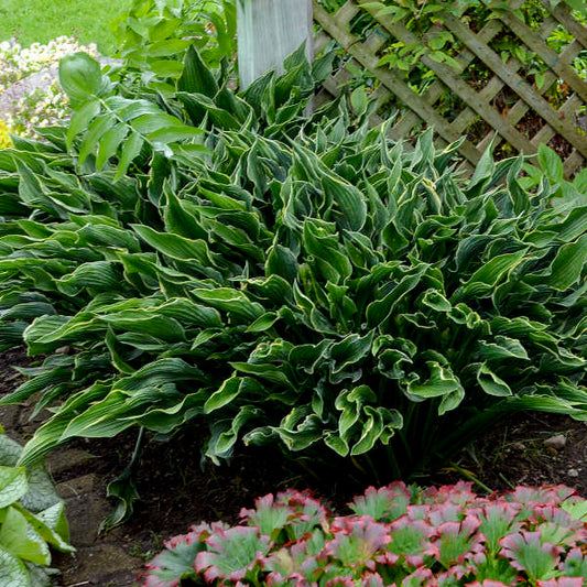 Hosta 'Praying Hands'