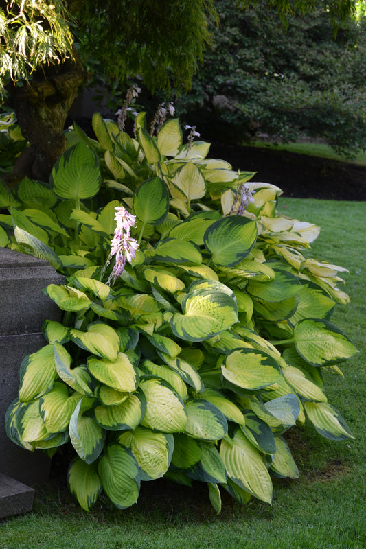 Hosta 'Gold Standard'