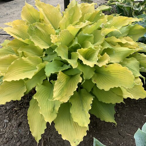 Hosta Shadowland® 'Echo the Sun'