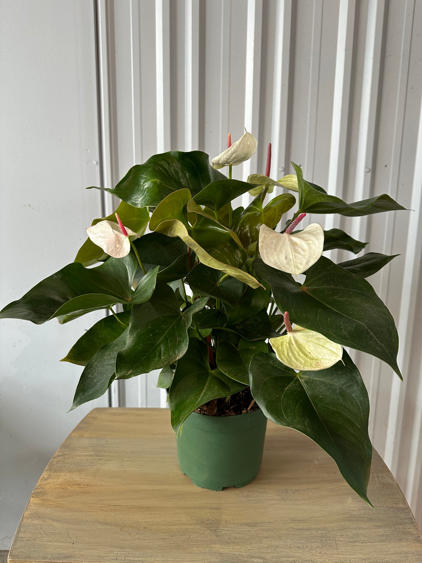 Anthurium White Heart - 8"