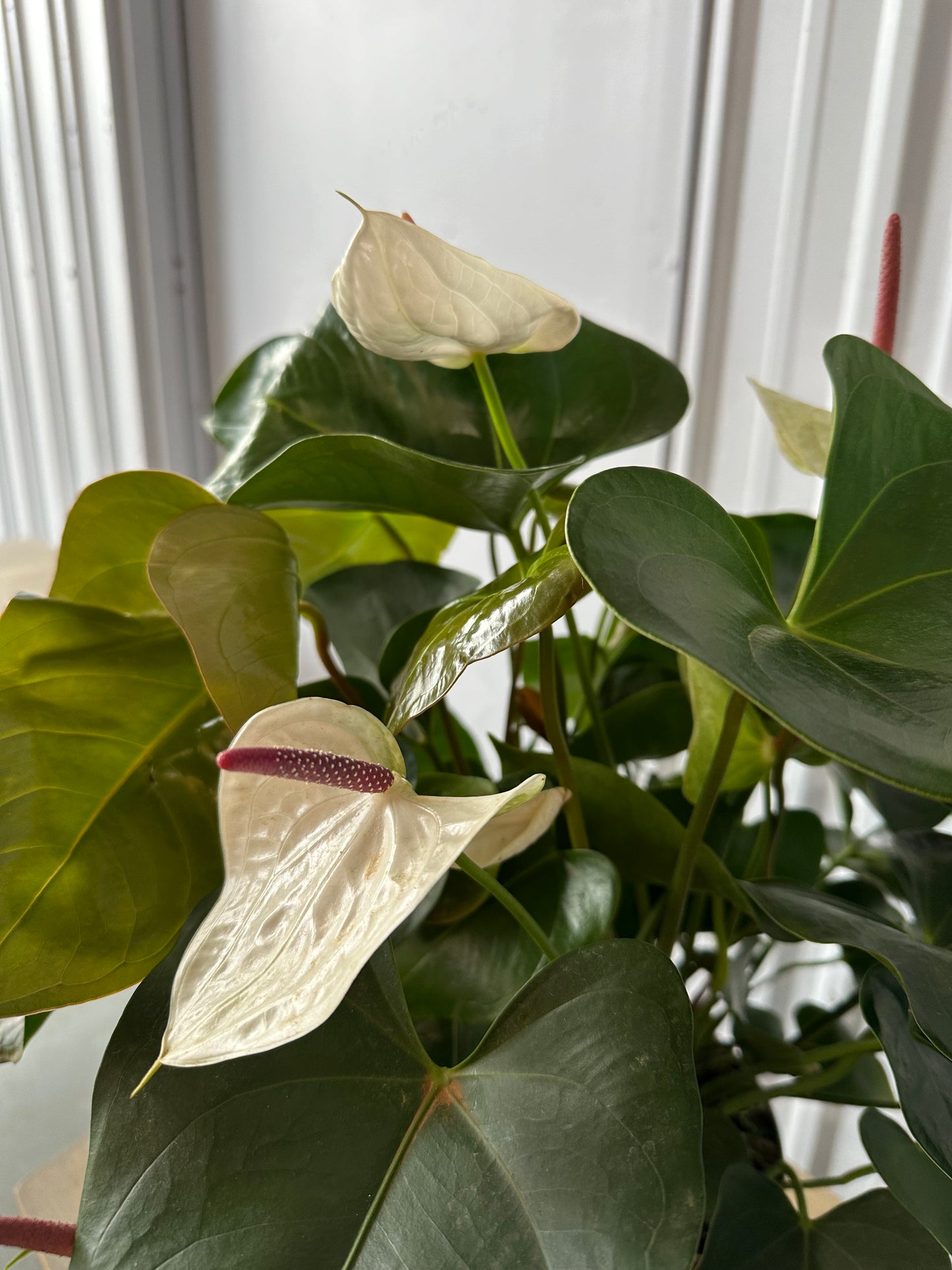 Anthurium White Heart - 8"