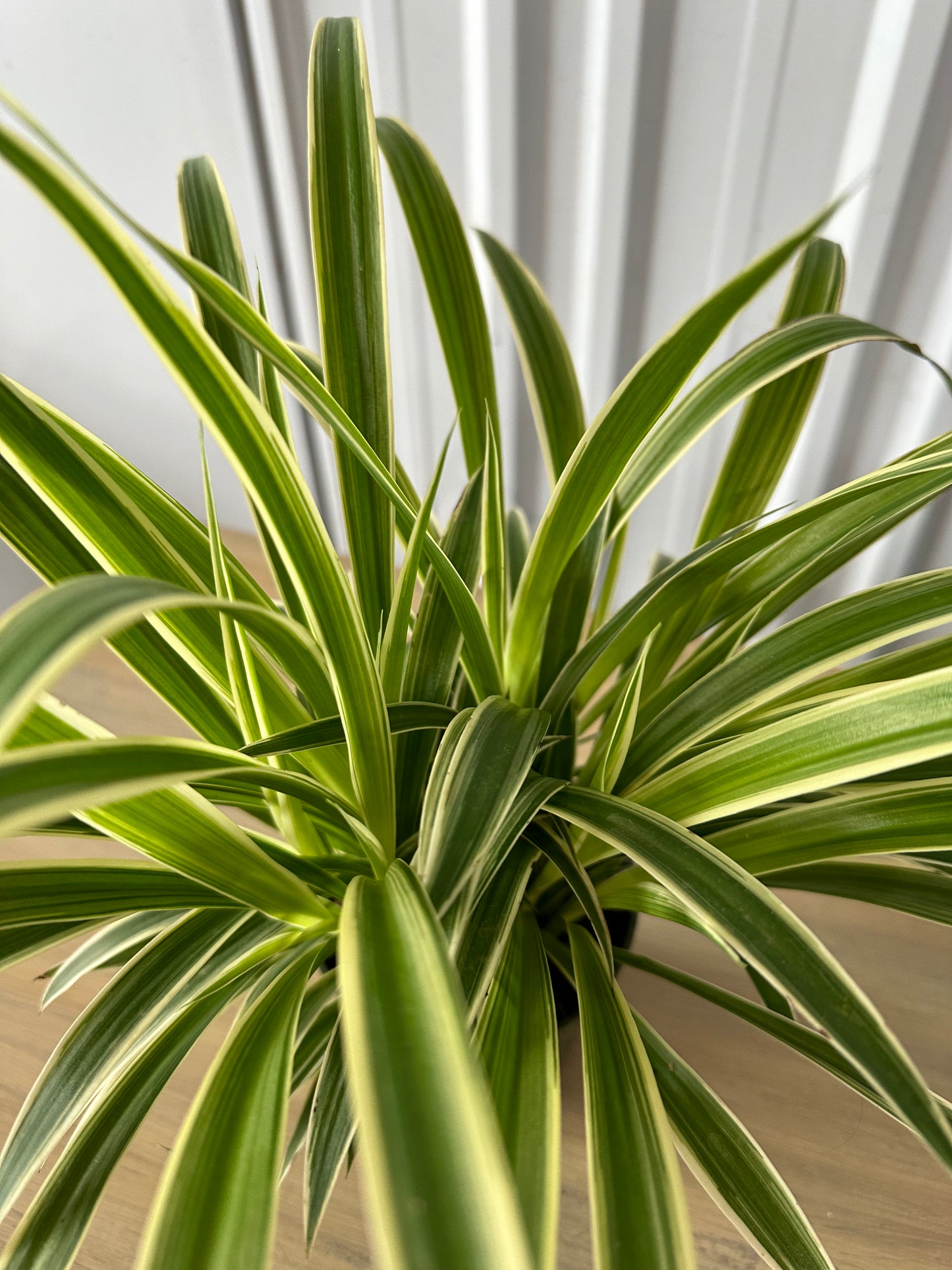 Chlorophytum Varig. Irish Spider - 8" Hanging Basket