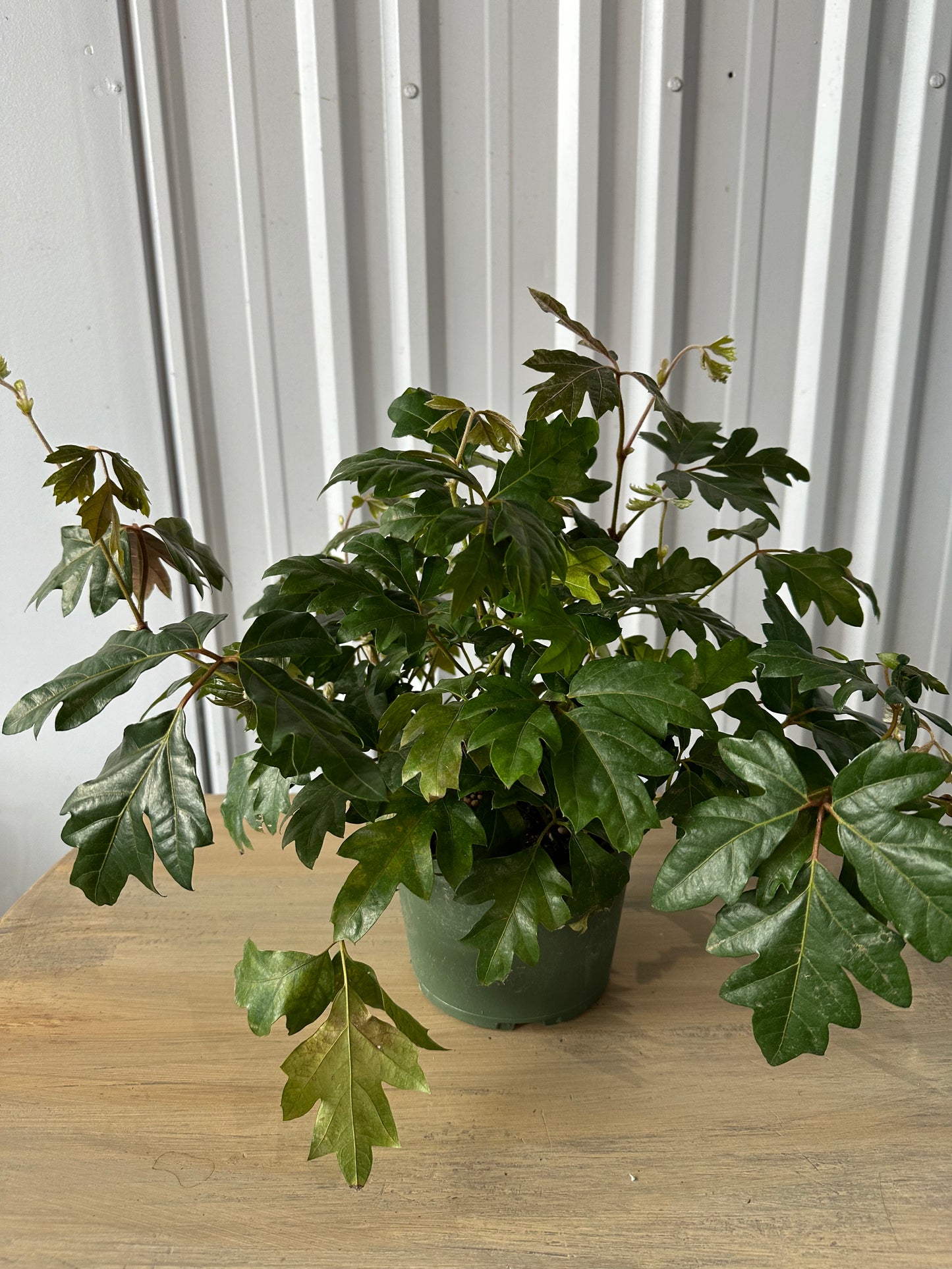 6'' Cissus Ellen Danica (Oak Leaf)