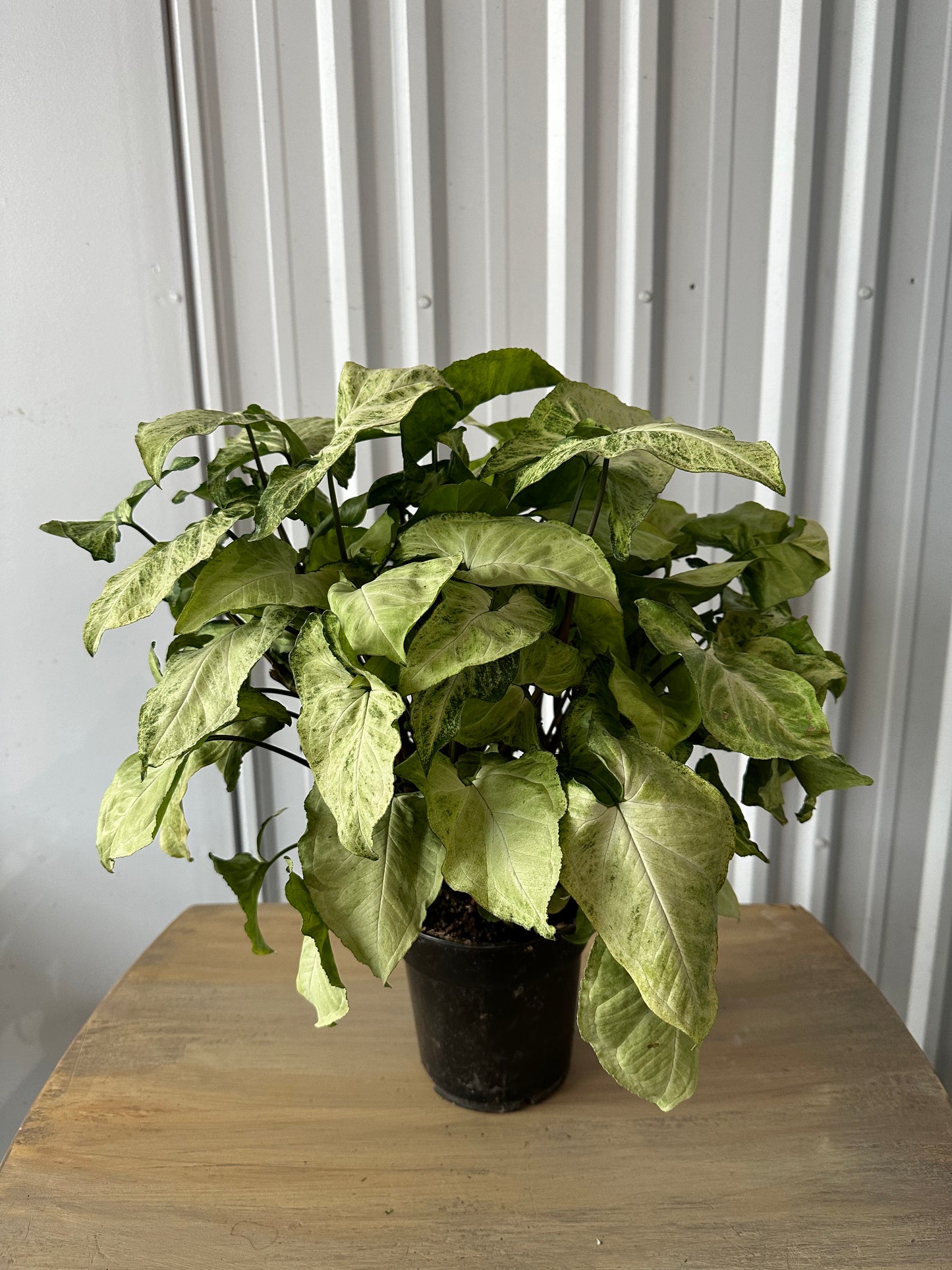 Syngonium White Butterfly - 6"