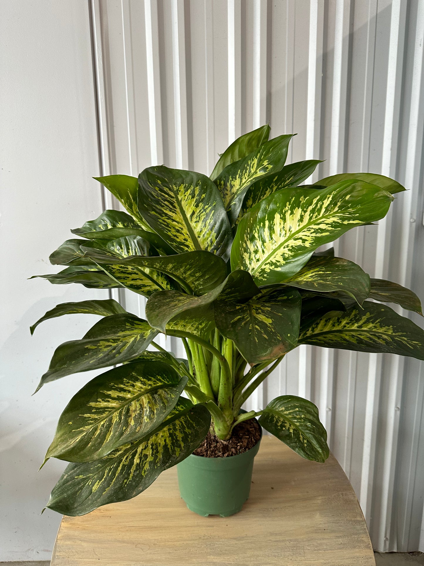 Dieffenbachia Tropic Snow Compacta - 8"