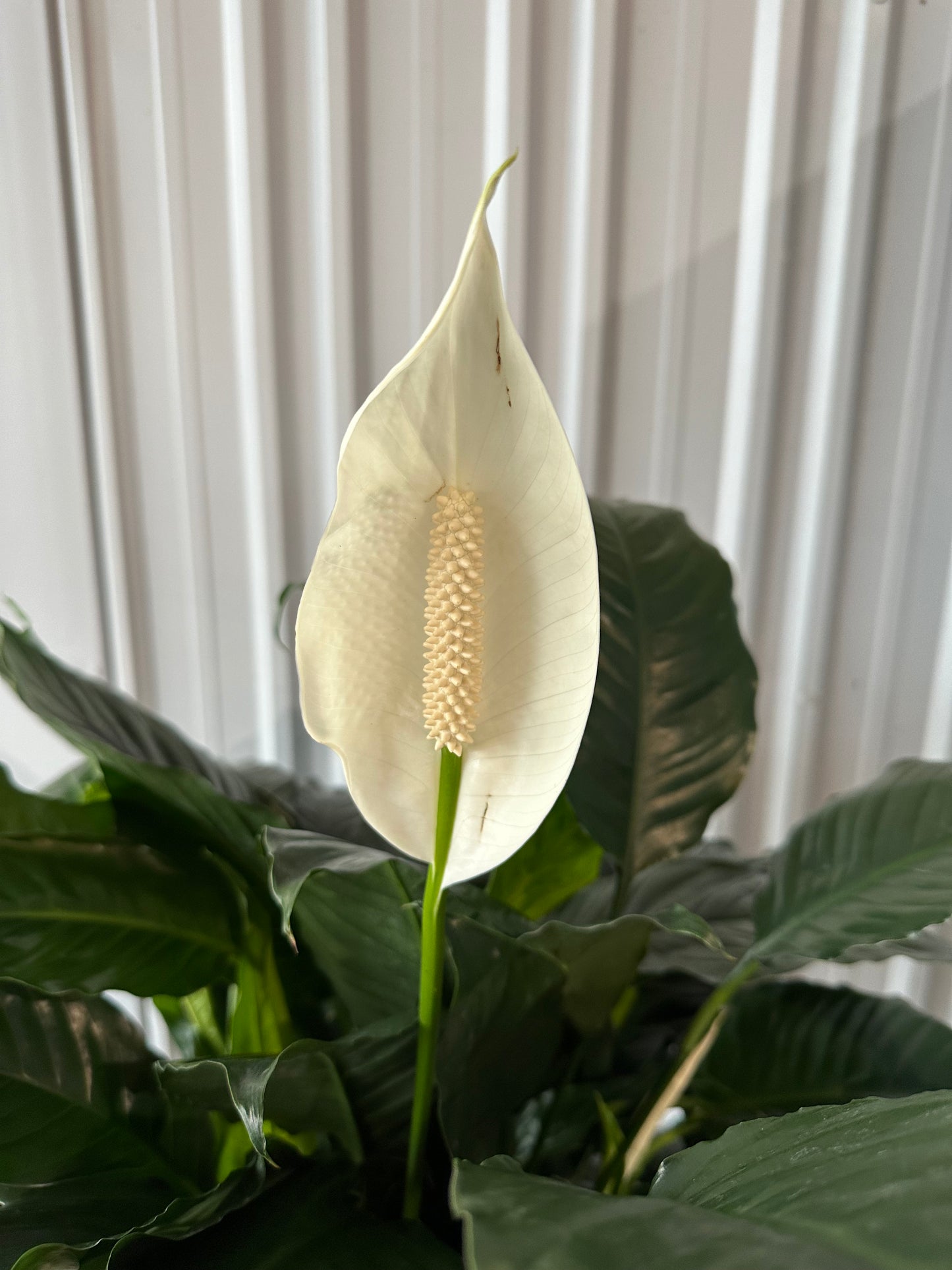 Spathiphyllum 7th Heaven - 8"