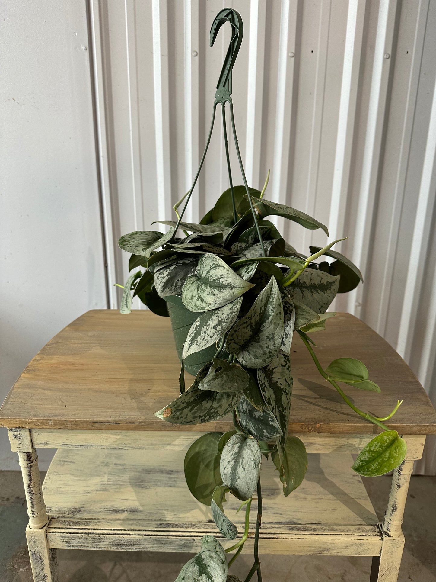 Pothos Silver Satin - 8" Hanging Basket