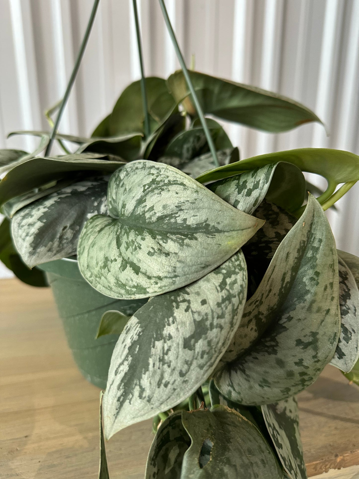 Pothos Silver Satin - 8" Hanging Basket