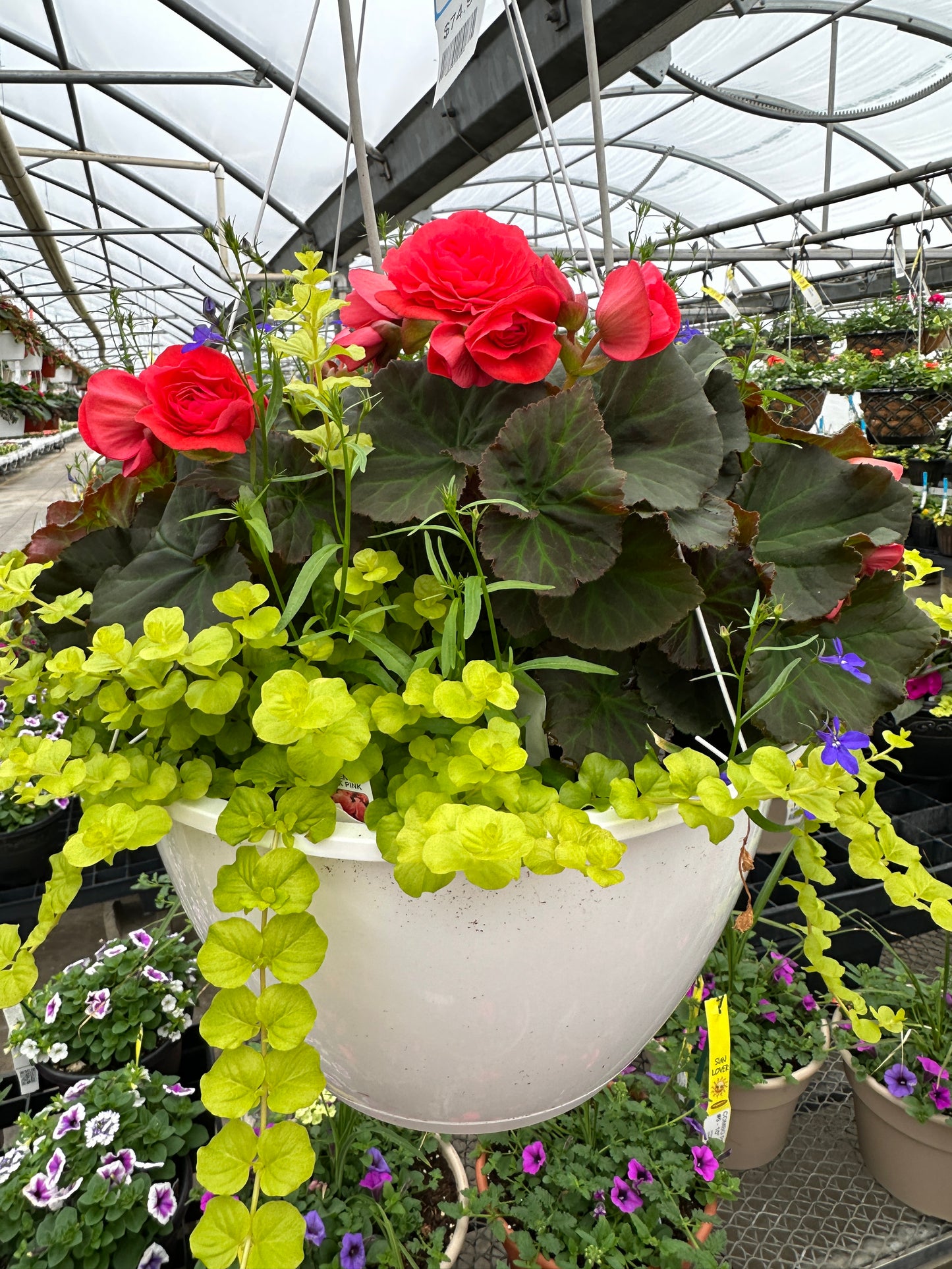 BASKET #5 - 14" HANGING BASKET