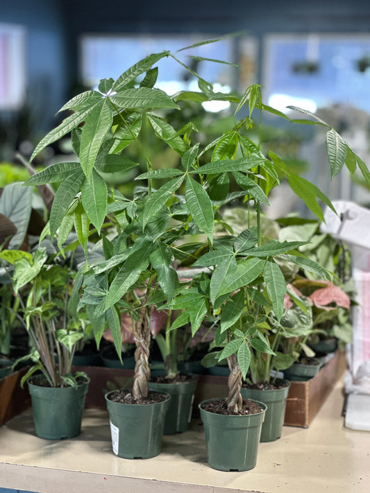4'' Pachira Money Tree