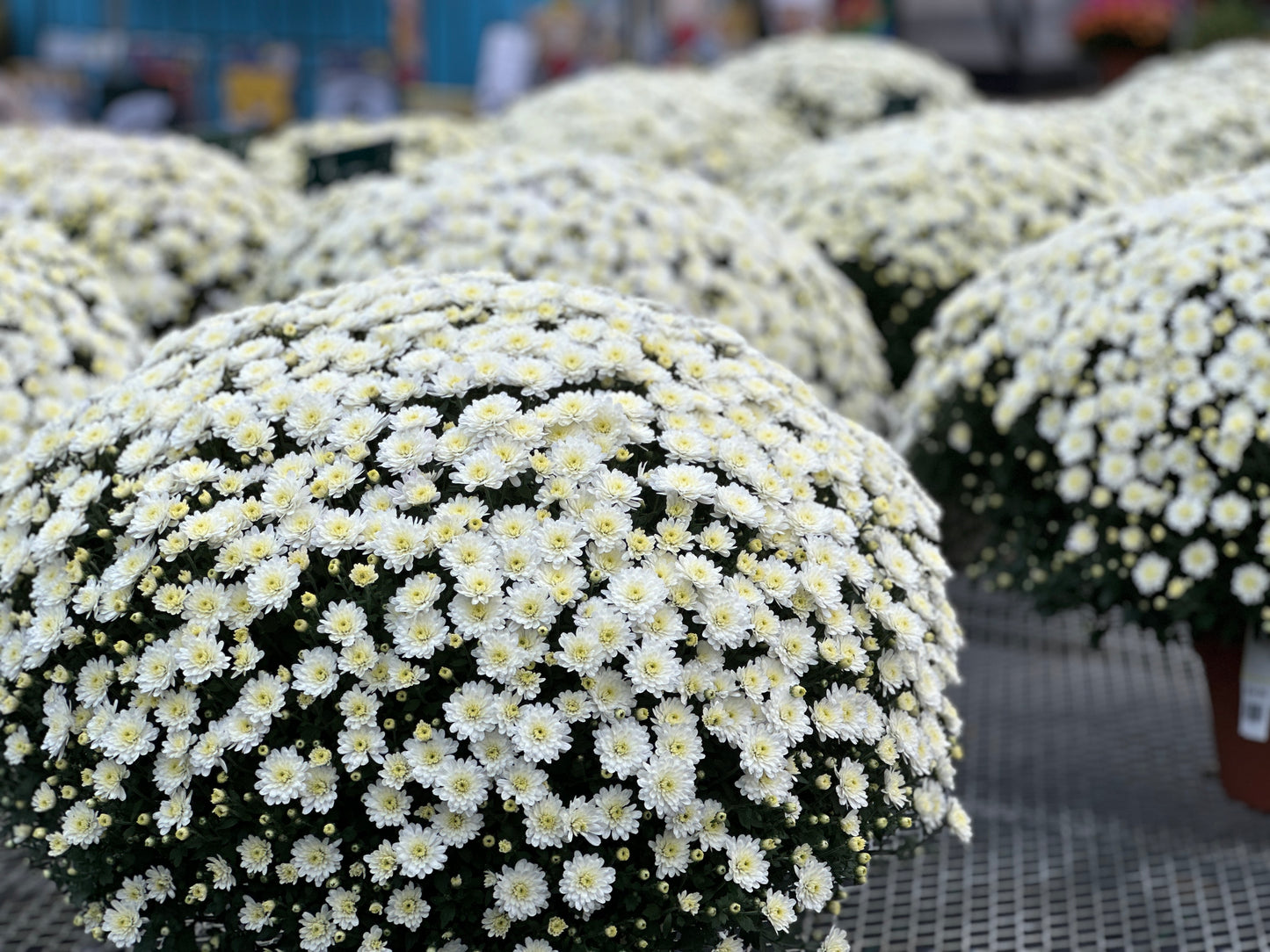 GARDEN MUMS JACQUELINE PEARL - 10" POT