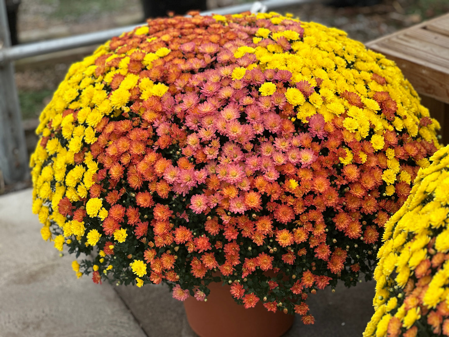 GARDEN MUMS COMBO INDIAN SUMMER