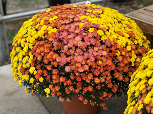 GARDEN MUMS COMBO INDIAN SUMMER - 10" Pot