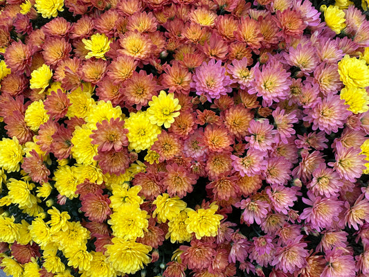 GARDEN MUMS COMBO INDIAN SUMMER