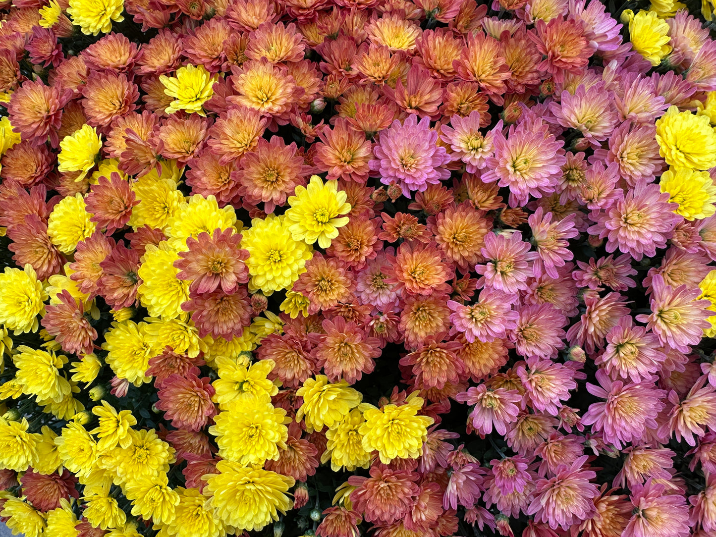 GARDEN MUMS COMBO INDIAN SUMMER - 12" Pot
