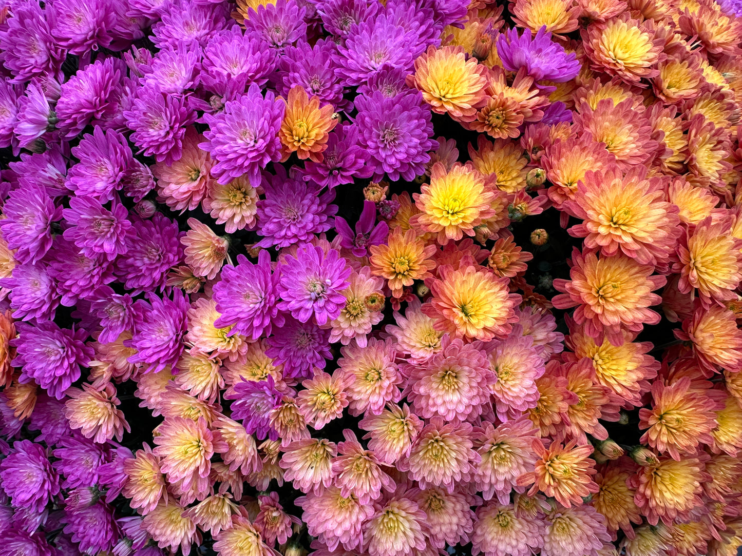 GARDEN MUMS COMBO HARVEST MOON - 10" Pot