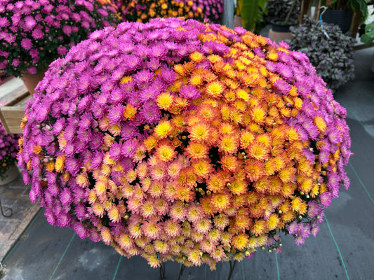 GARDEN MUMS COMBO HARVEST MOON - 12" Pot
