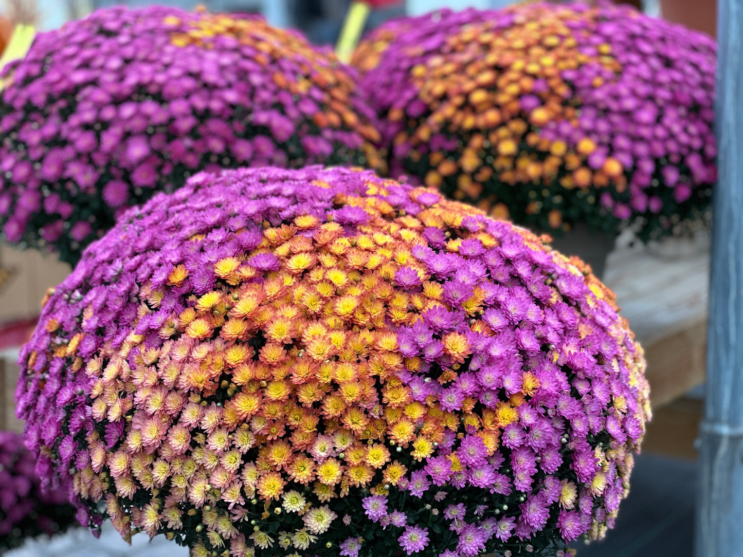 GARDEN MUMS COMBO HARVEST MOON - 10" Pot