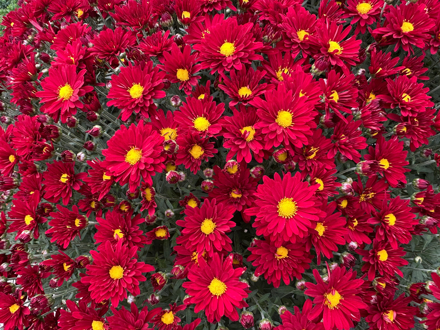 GARDEN MUMS BONNIE RED