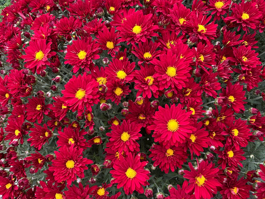 GARDEN MUMS BONNIE RED