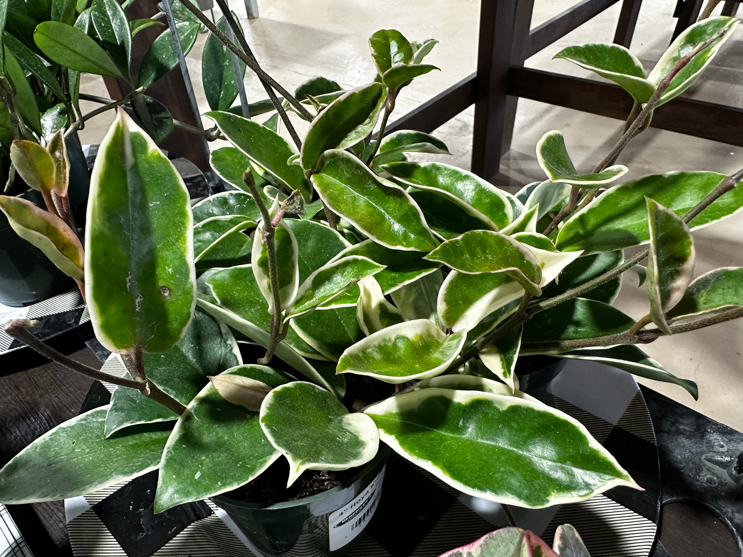 4'' Hoya Krimson Queen