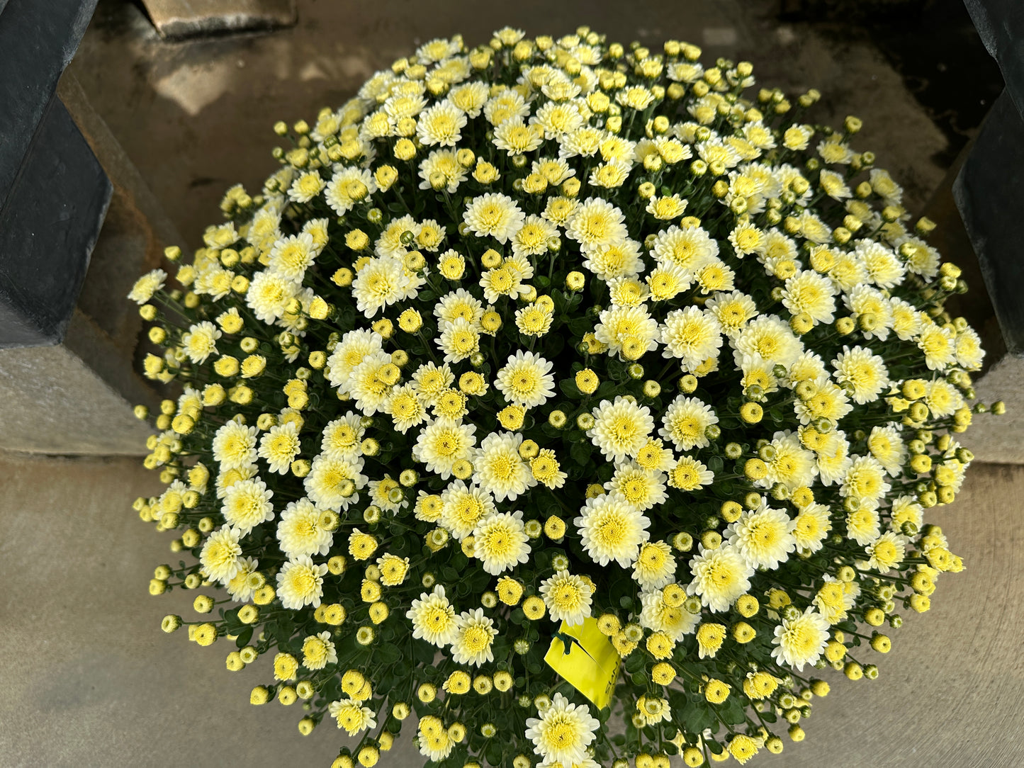 GARDEN MUMS GIGI SNOW - 8" Pot