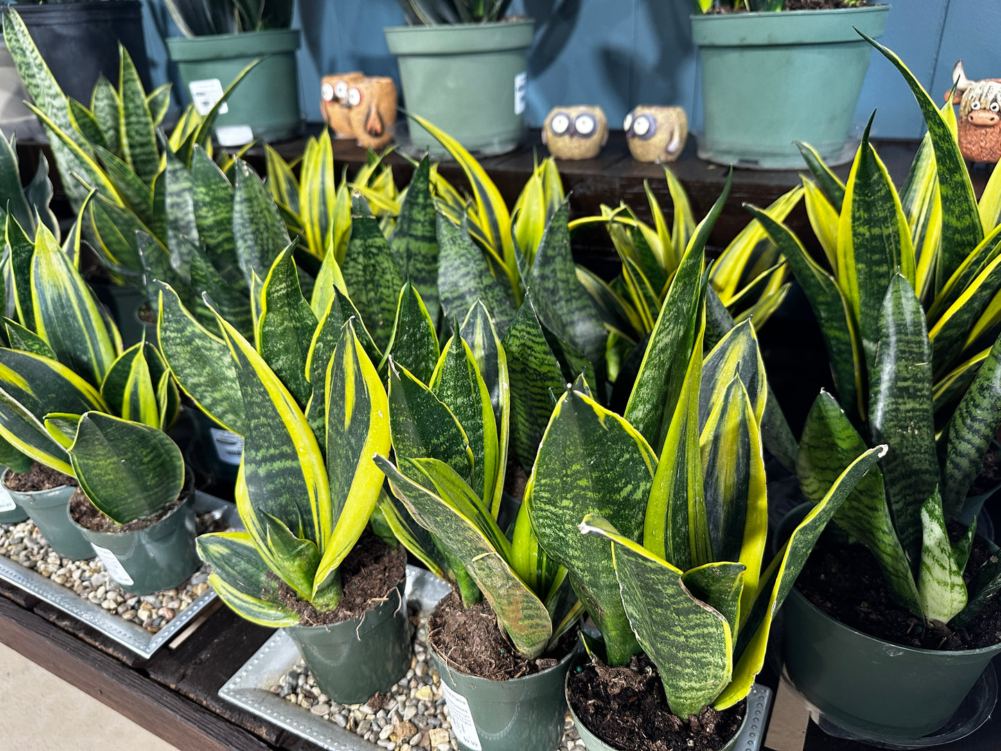 4'' Sanseveria Gold Flame