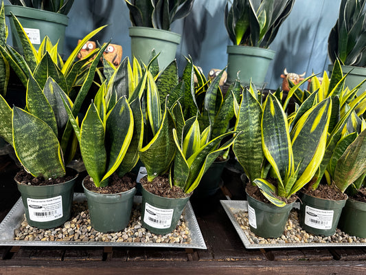 4'' Sanseveria Gold Flame