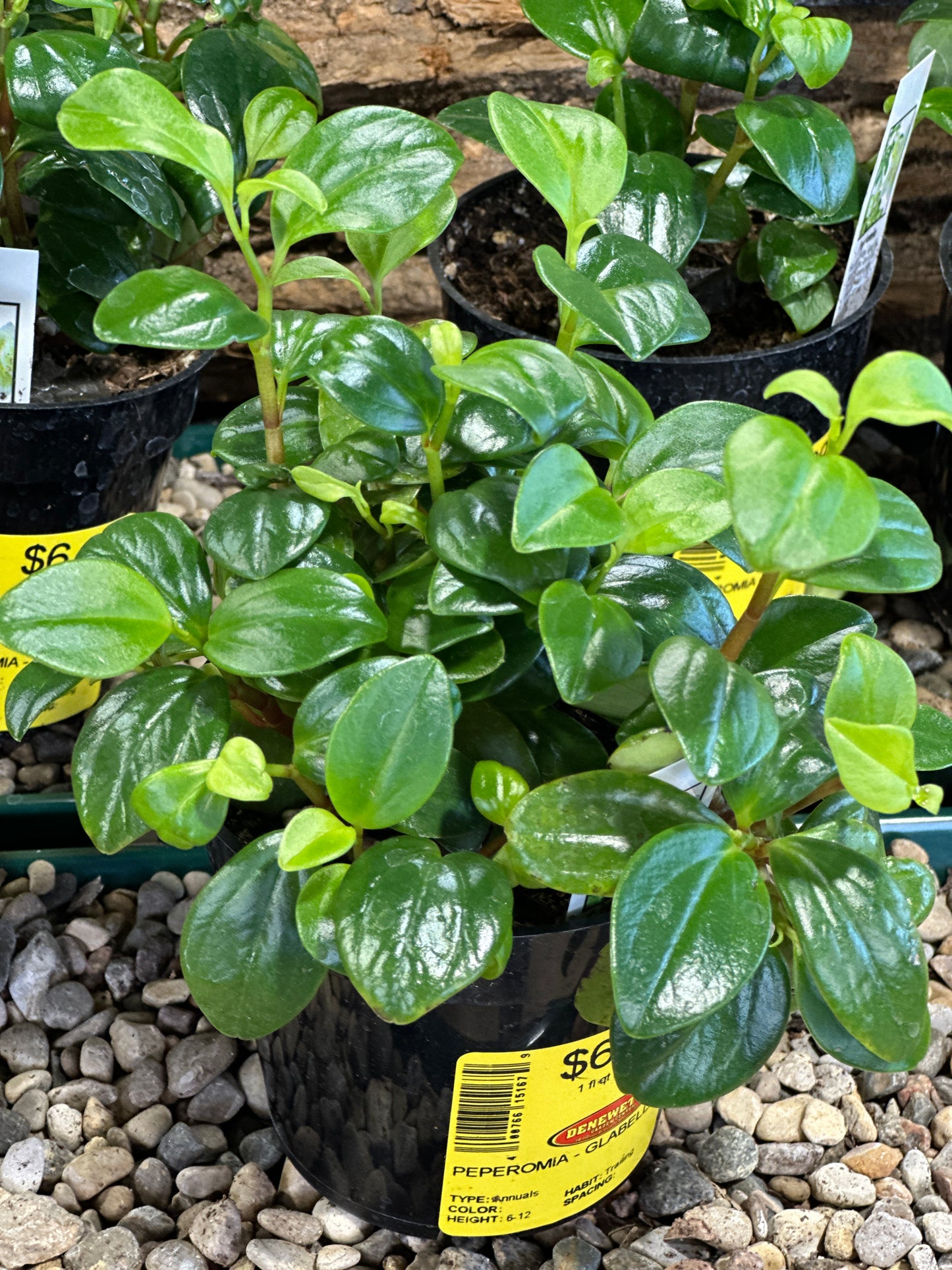 PEPEROMIA GLABELLA - 8'' HANGING BASKET
